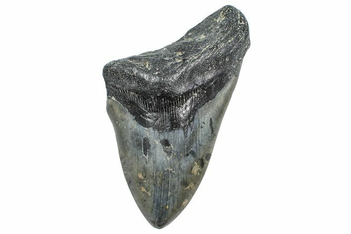 Bargain, Fossil Megalodon Tooth - North Carolina #346343